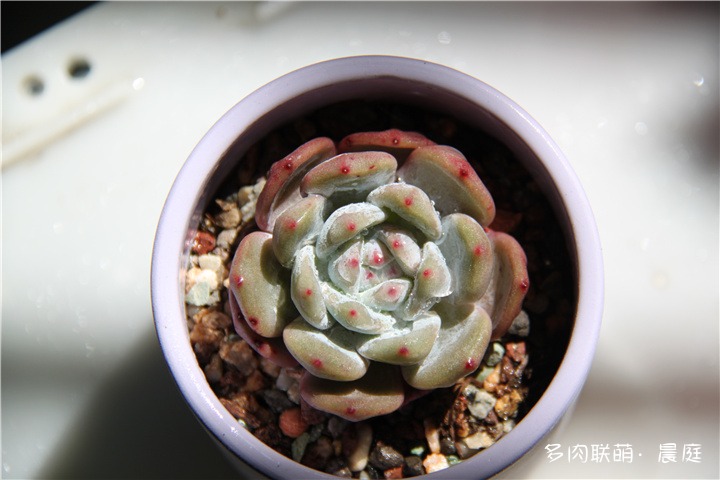小橙子