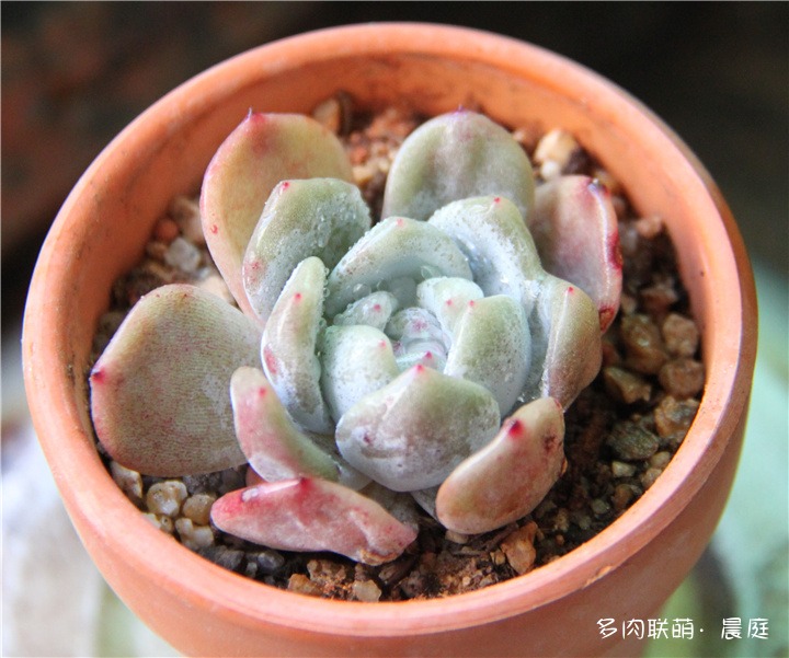 小橙子