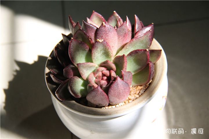 紫水晶
