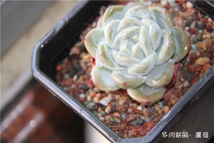 冰玉