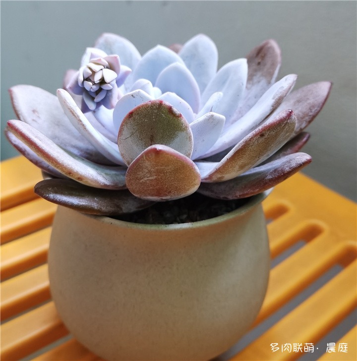 雪莲