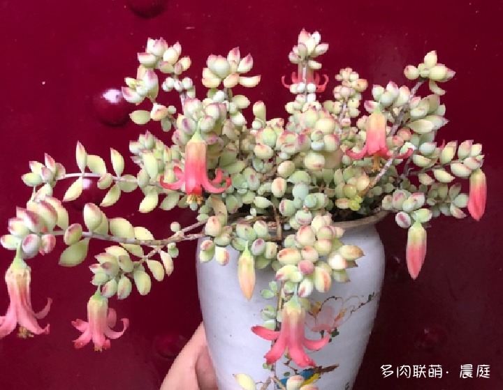 达摩福娘