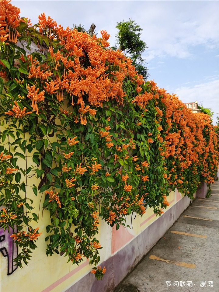 炮仗花