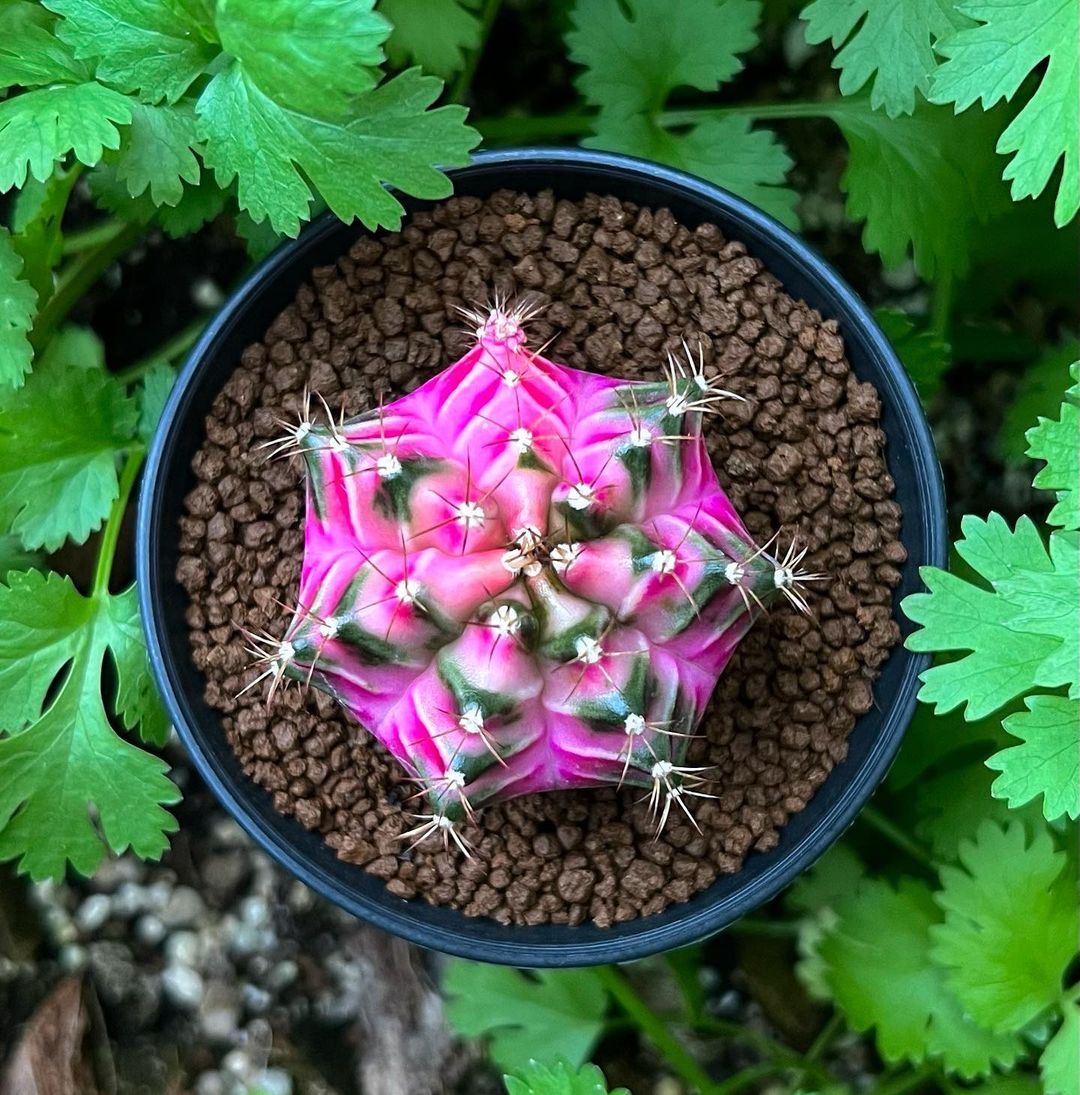 裸萼球属(Gymnocalycium)