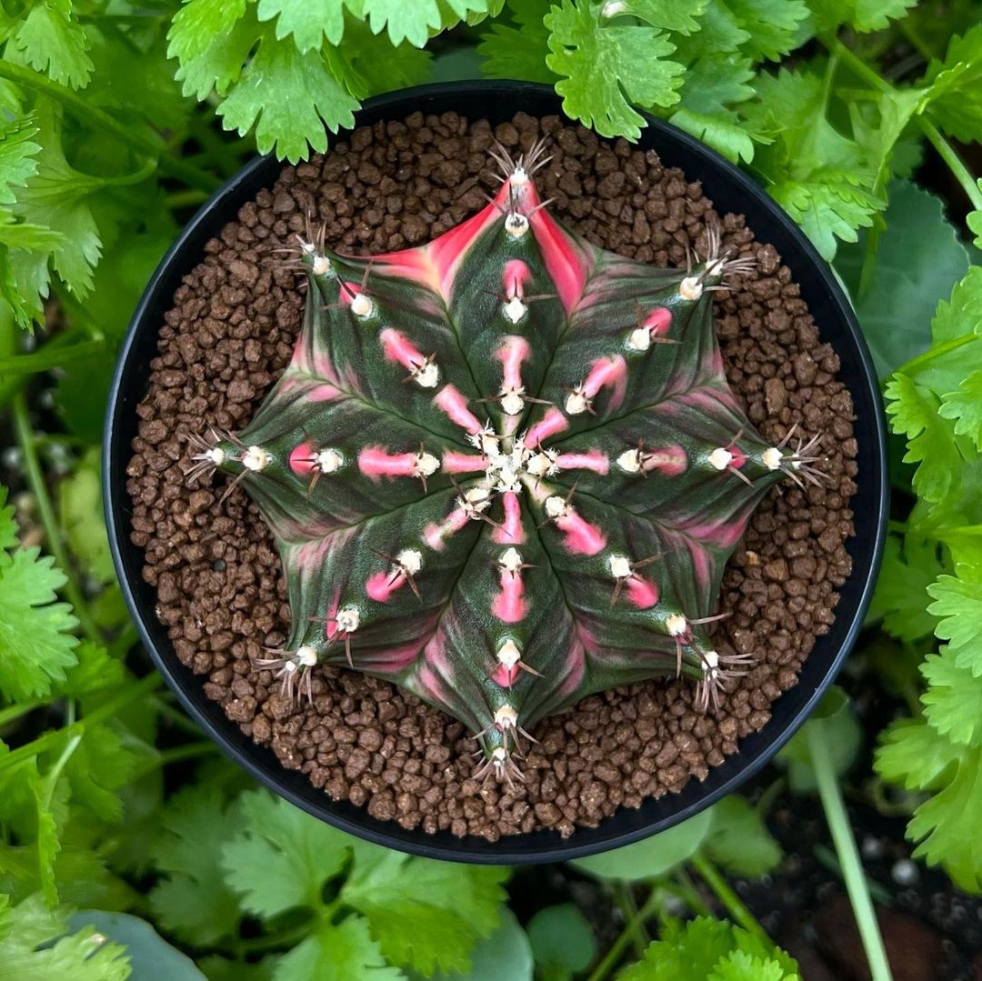 裸萼球属(Gymnocalycium)