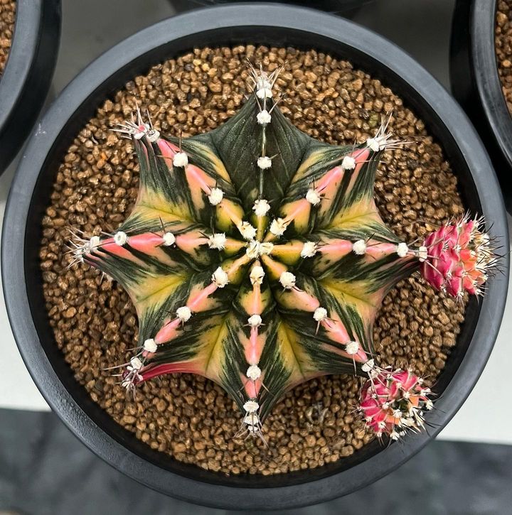 裸萼球属(Gymnocalycium)