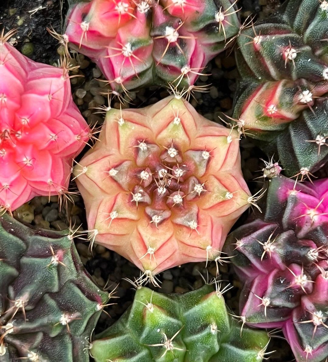 裸萼球属(Gymnocalycium)