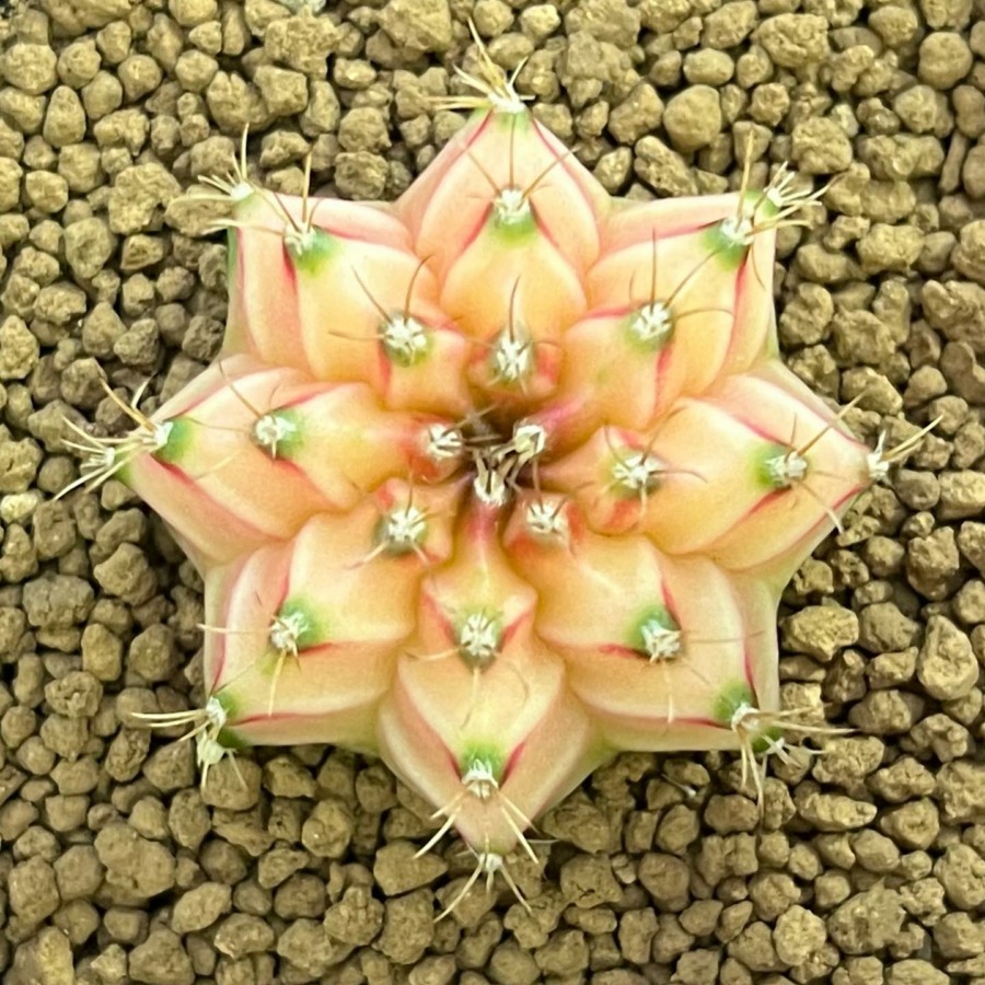 裸萼球属(Gymnocalycium)