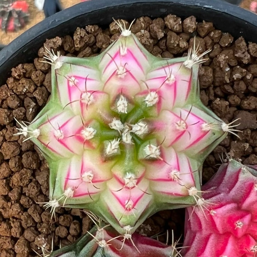 裸萼球属(Gymnocalycium)