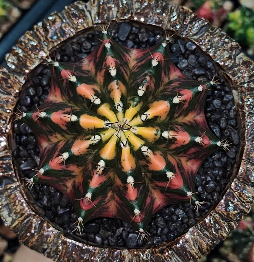 裸萼球属(Gymnocalycium)