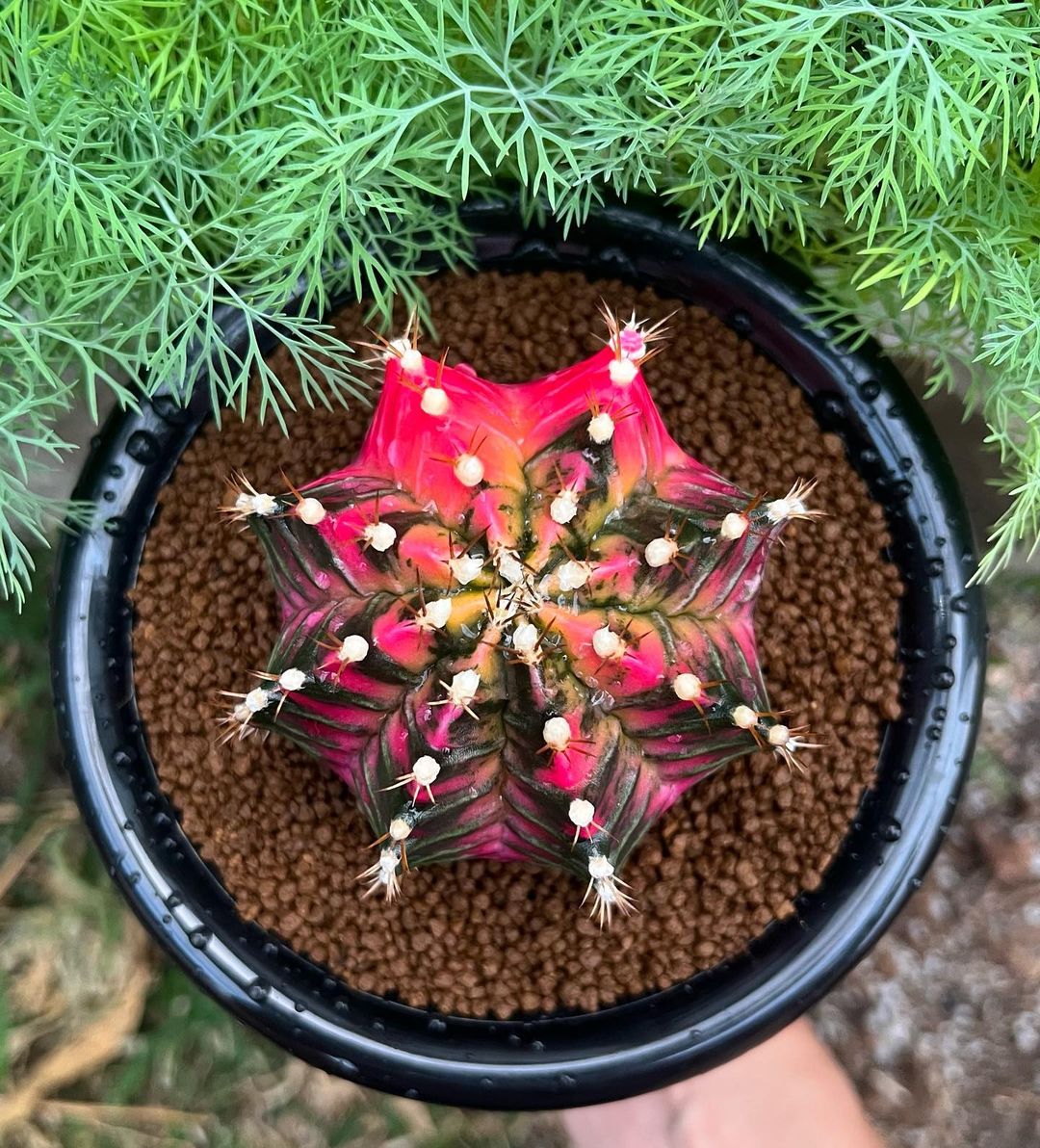 裸萼球属(Gymnocalycium)