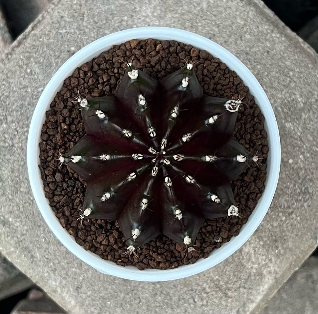 裸萼球属(Gymnocalycium)