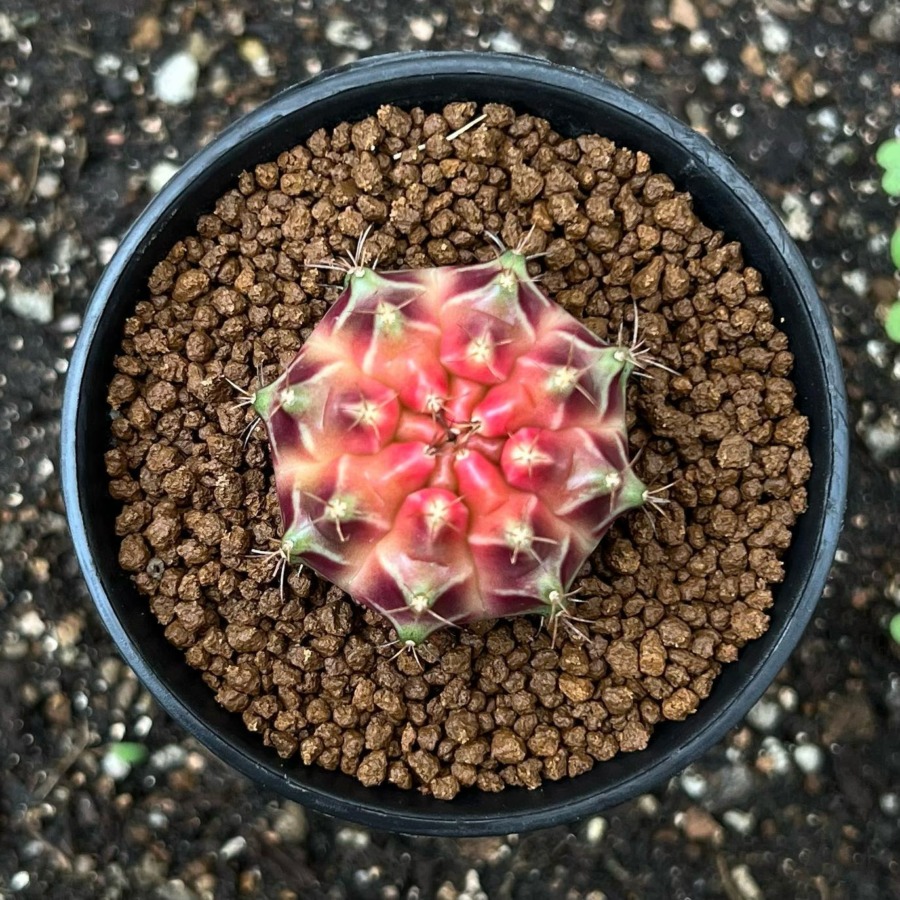 裸萼球属(Gymnocalycium)