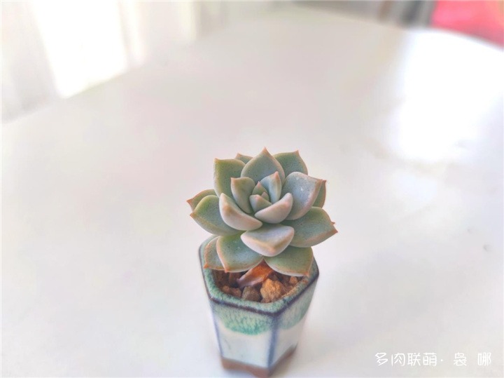 白牡丹