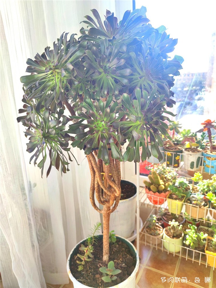 黑法师