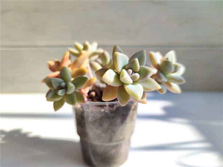 胧月？