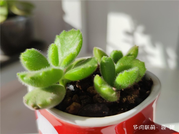 熊童子