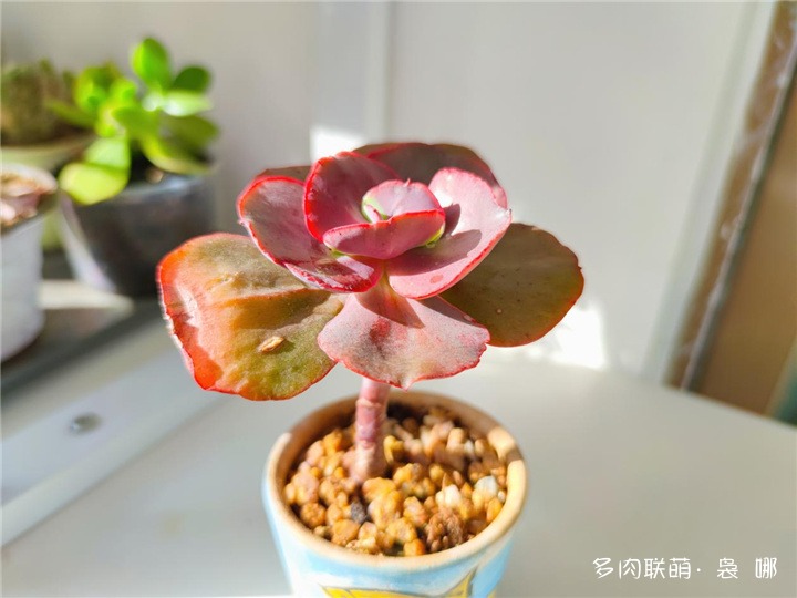 大叶秀妍