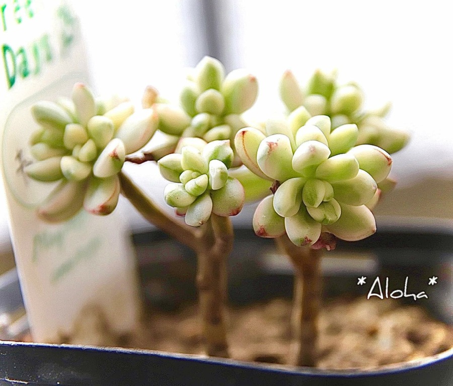 Sedum 'Jelly Bean Mickey' | 糖豆米奇锦