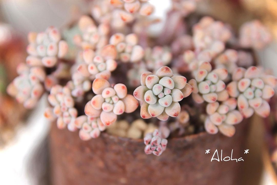 Graptopetalum pachyphyllum 蓝豆