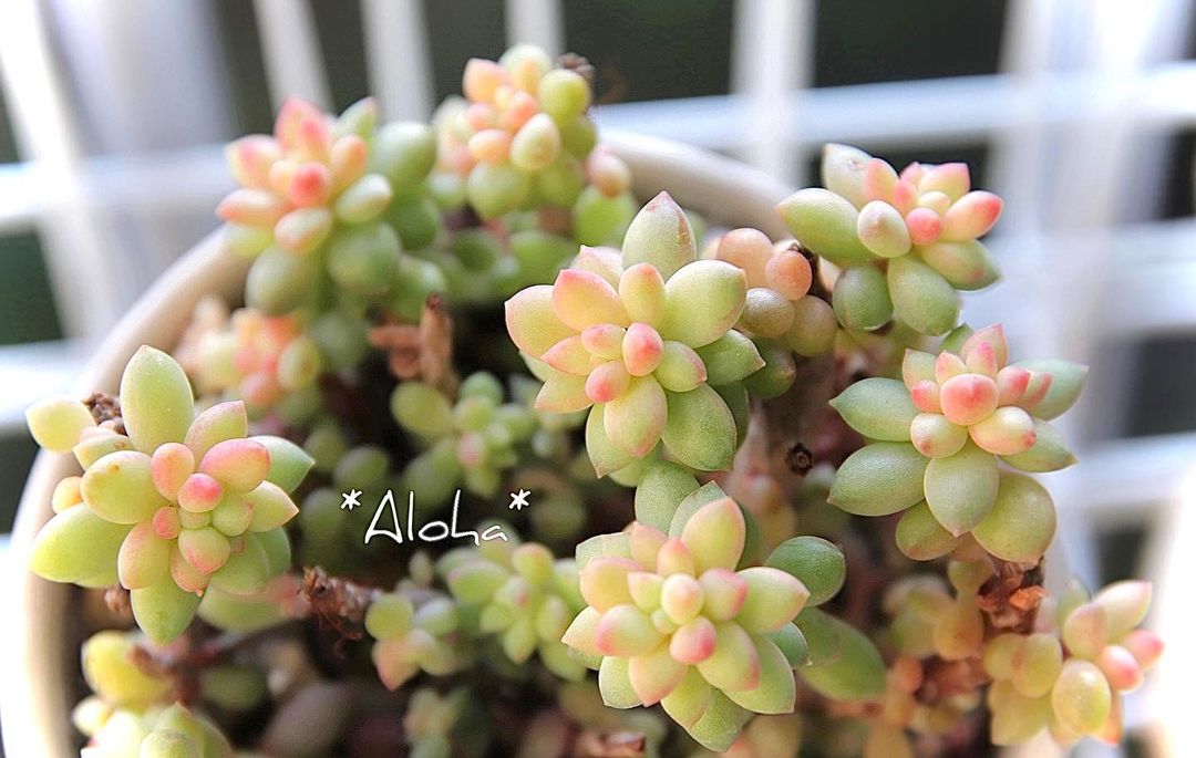 Sedum 'Canny Hinny' 堪尼希尼