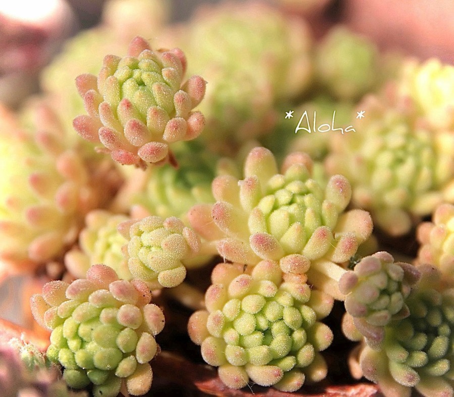 春上 Sedum hirsutum ssp. baeticum