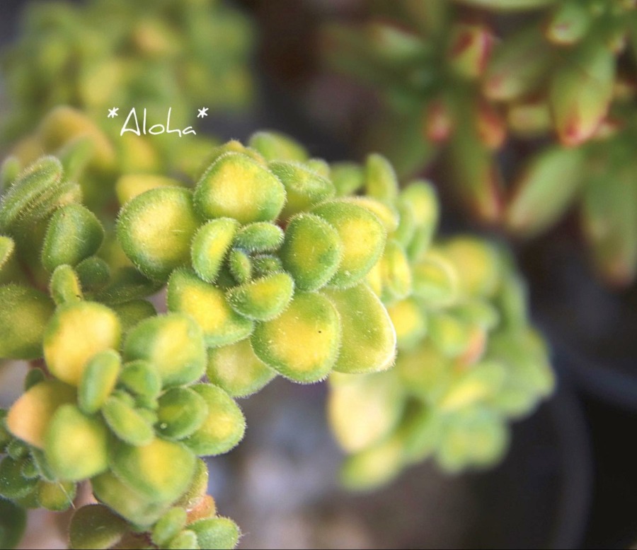  Aeonium lindleyi f.variegata 登天乐锦