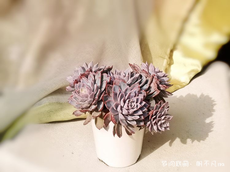紫罗兰女王