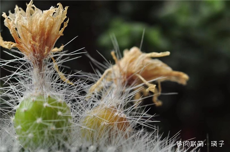 仙人球花