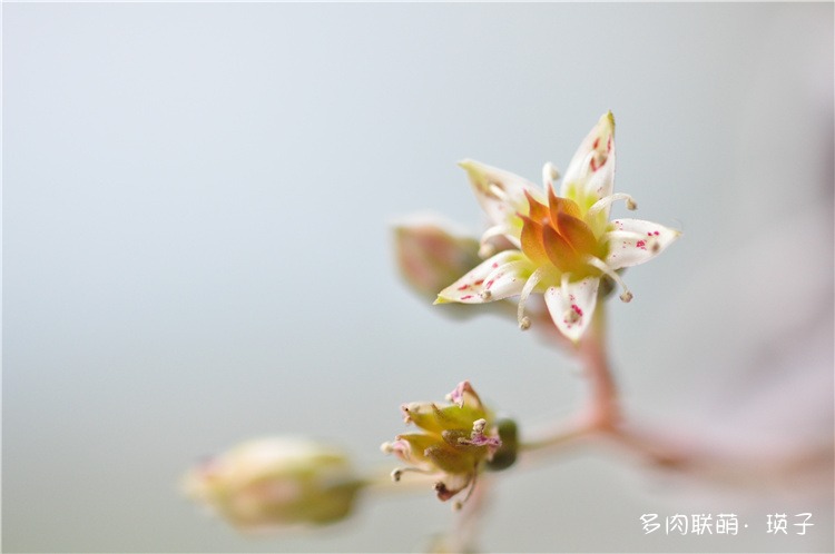 多肉的花