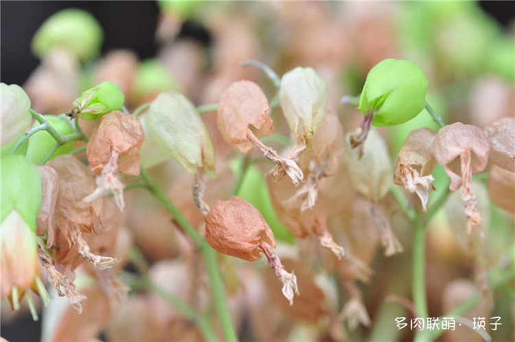 不死鸟的花？