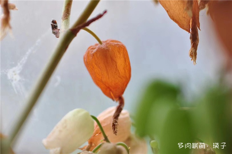 不死鸟的花？