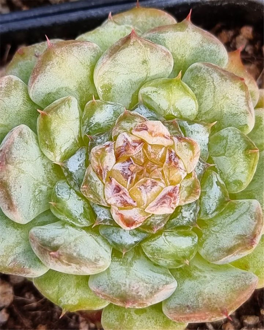 Echeveria 'Winter Diamond'  冬日钻石