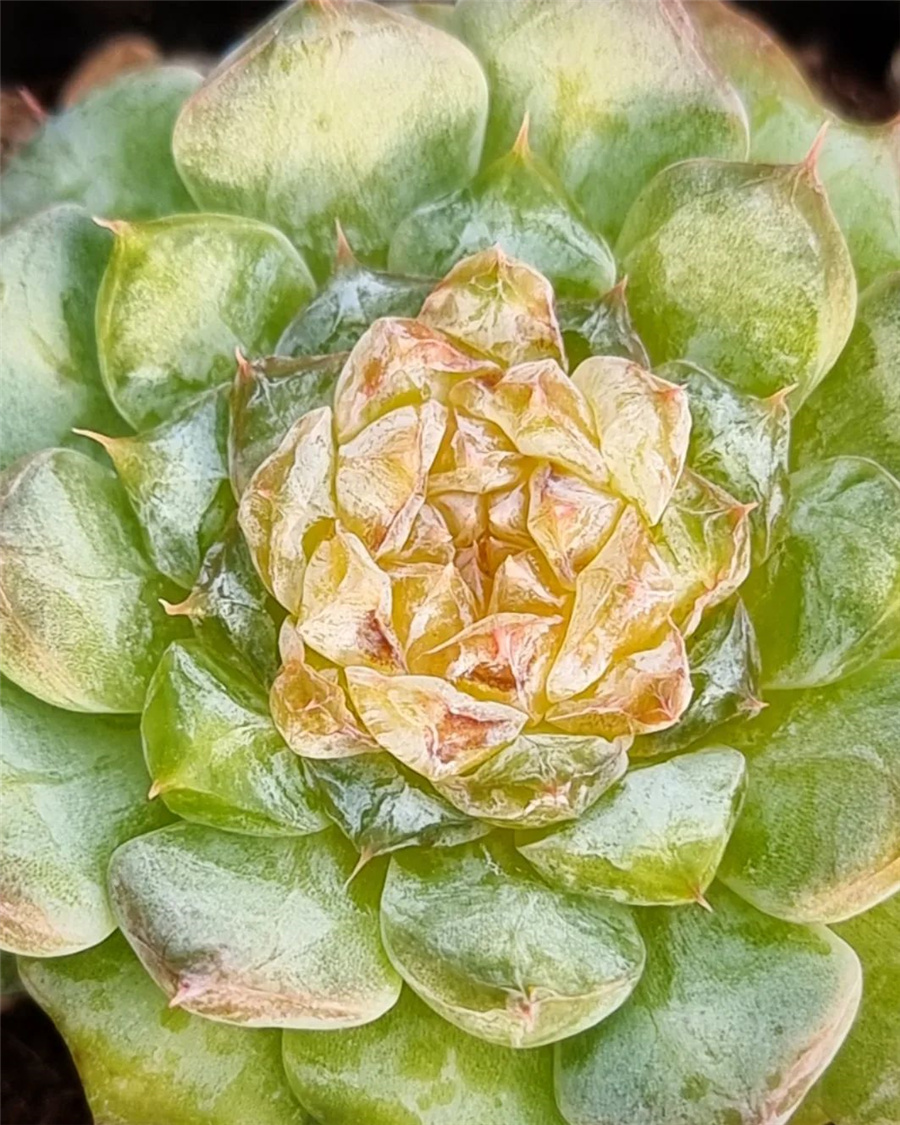 Echeveria 'Winter Diamond'  冬日钻石