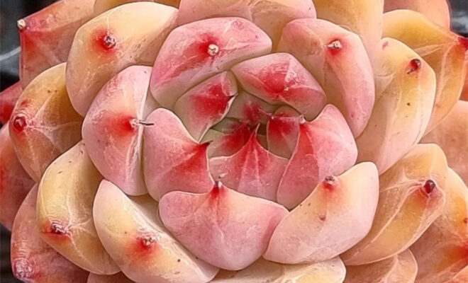 周末赏肉，看一些杂交多肉 2