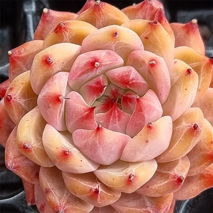 Echeveria 'Holy Knight' 神圣骑士