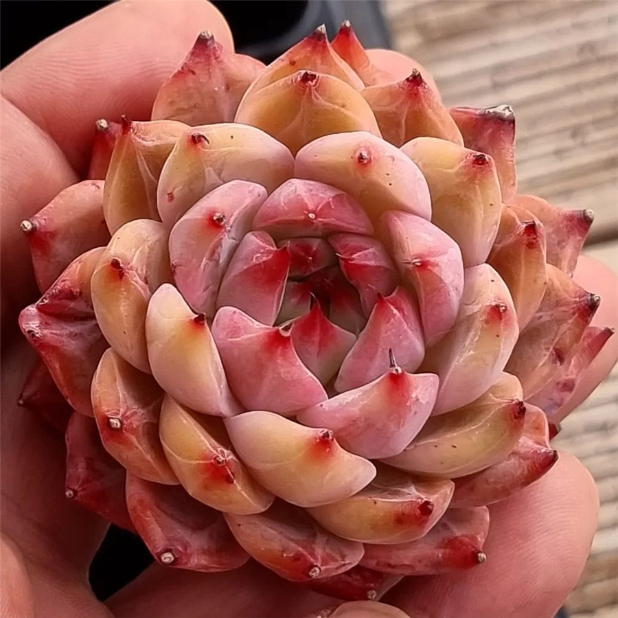 Echeveria 'Holy Knight' 神圣骑士