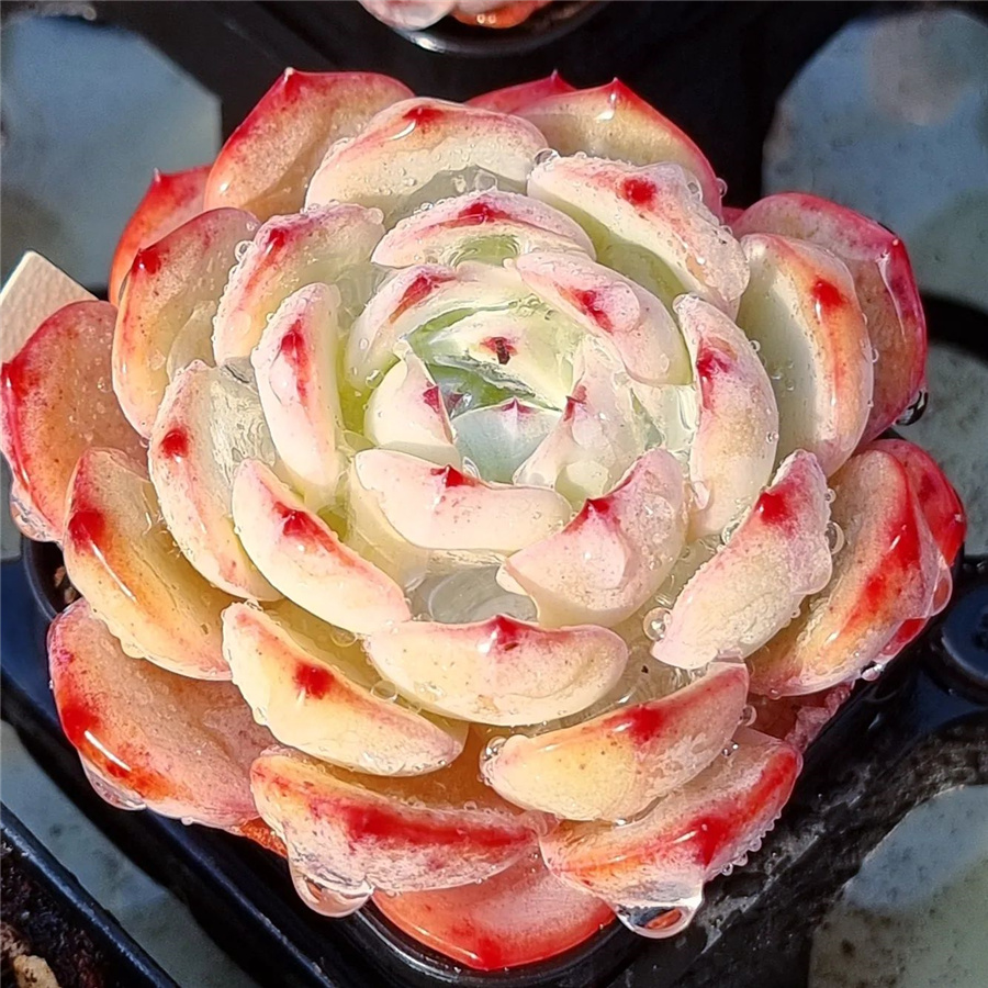 Echeveria 'Bliss'  喜悦