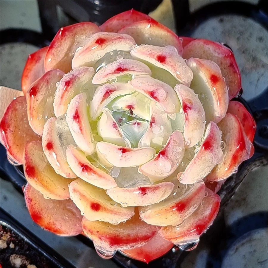 Echeveria 'Holy Knight' 神圣骑士