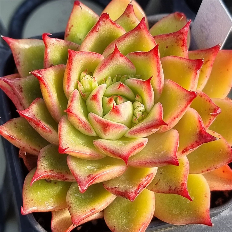 Echeveria 'Lilith' 莉莉丝