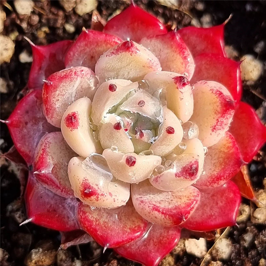 Echeveria 'Ohoo'