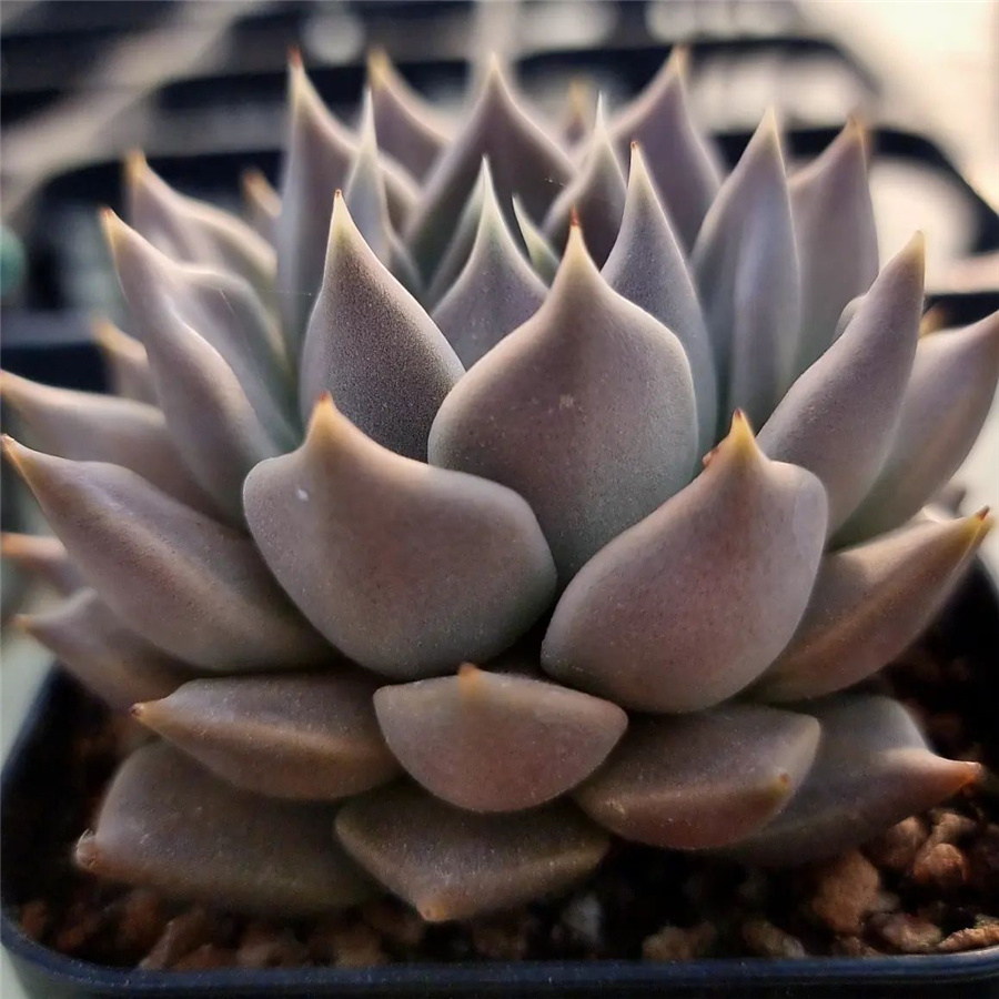 Echeveria 'Tobarensis'  存疑