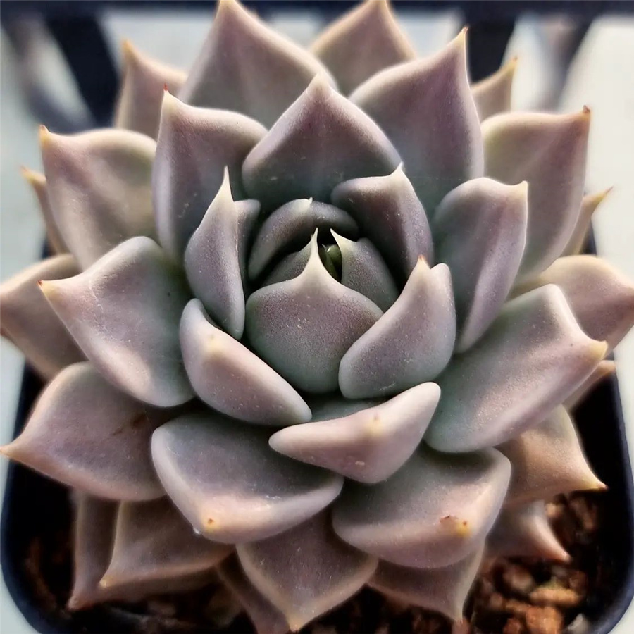 Echeveria 'Tobarensis'  存疑