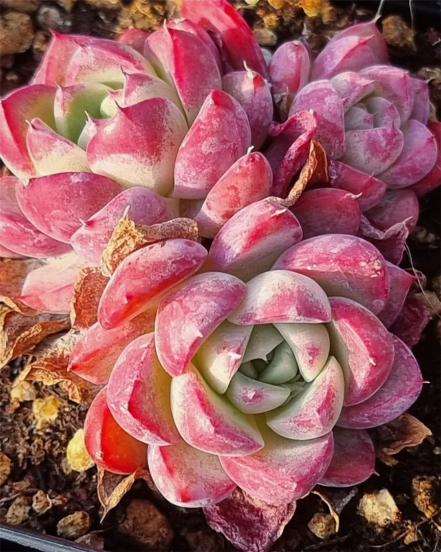 Echeveria 'French Kiss'  法式之吻