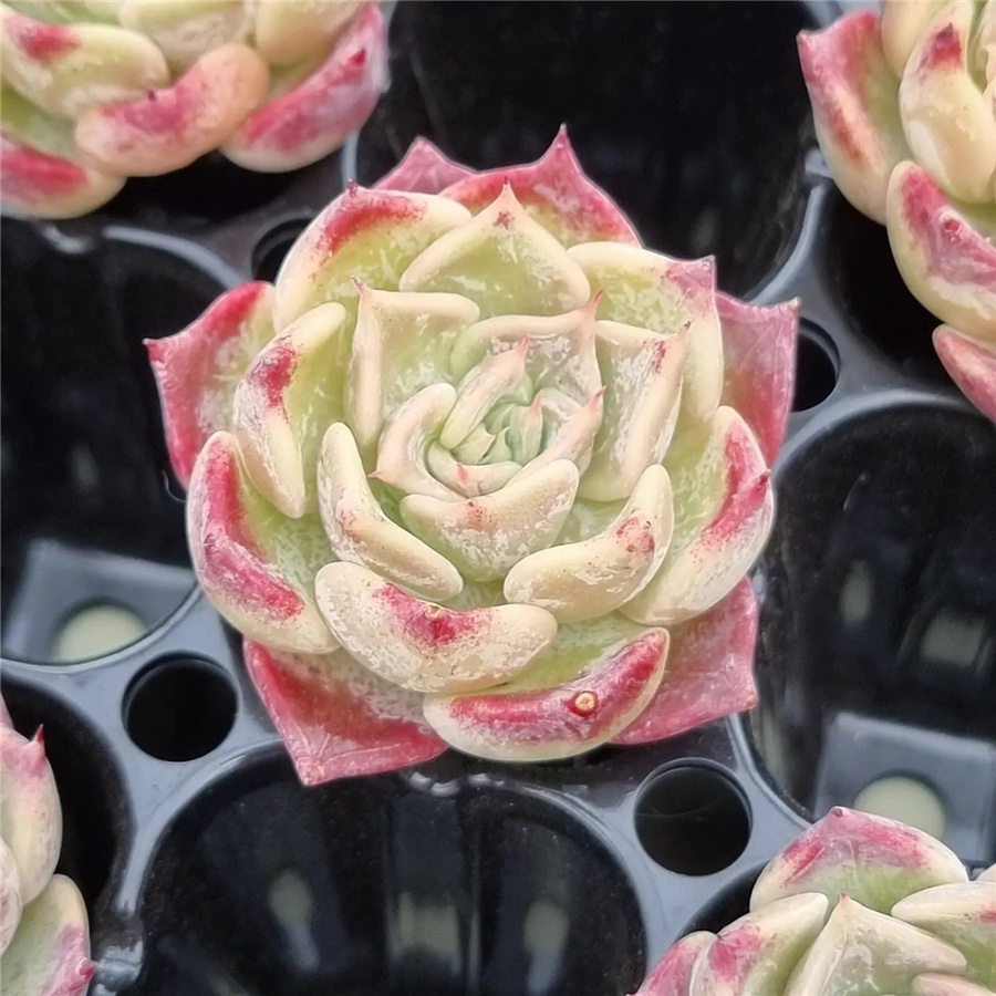 Echeveria 'Luca'  卢卡