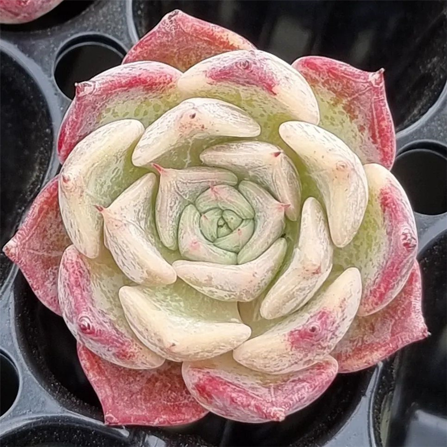 Echeveria 'Luca'  卢卡