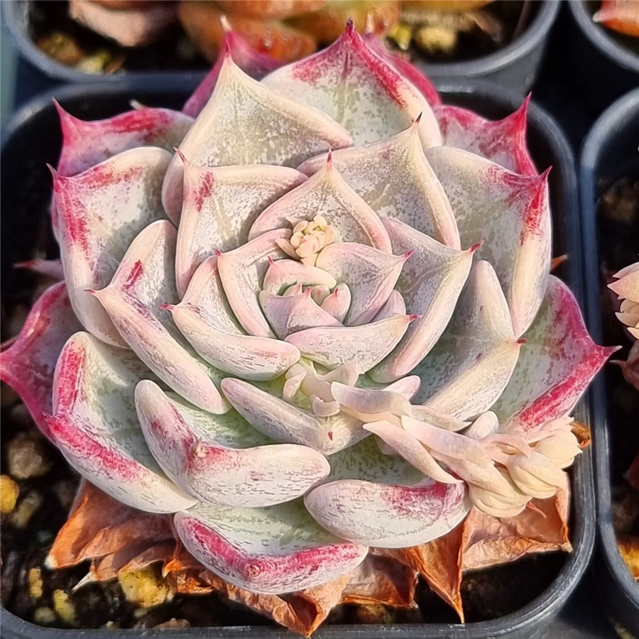 Echeveria 'Luca'  卢卡