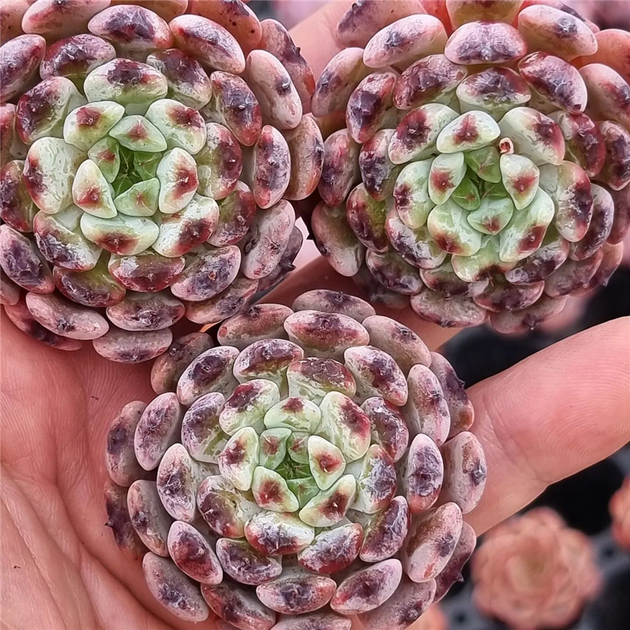 Echeveria 'Conostar'  音译 科诺斯塔