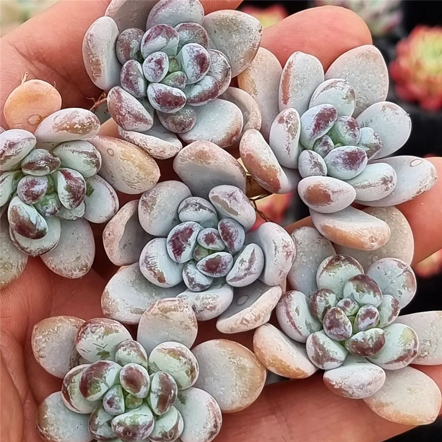 Graptoveria 'Blueberry Pearl' 蓝莓珍珠