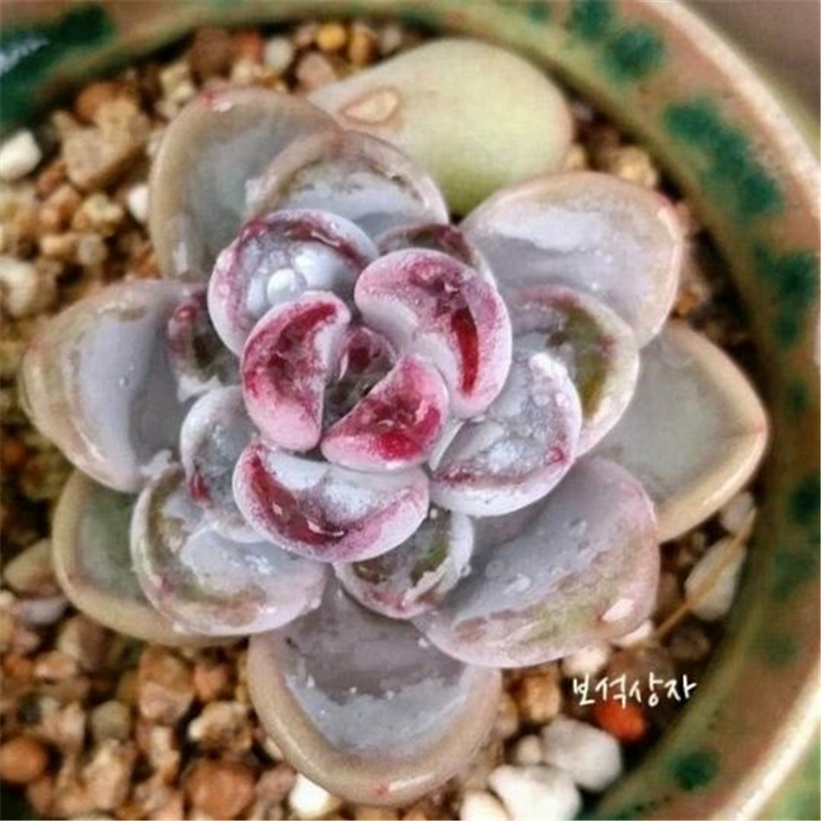 Graptoveria 'Blueberry Pearl' 蓝莓珍珠